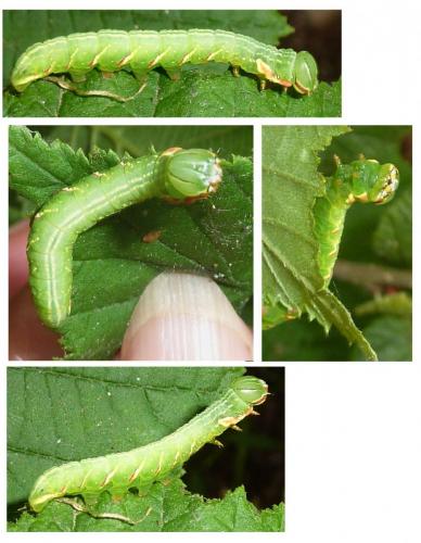 Peridea anceps